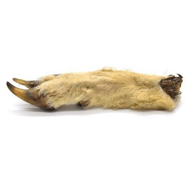 Lamb Trotters