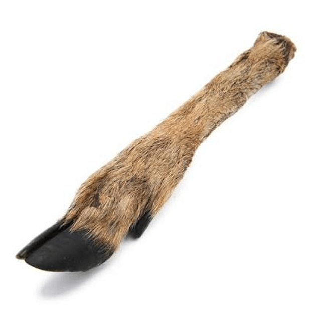 Deer Legs